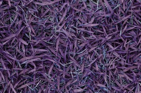 violet grass circleの写真素材