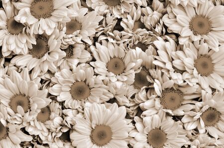 Sepia Chrysanthemumsの写真素材