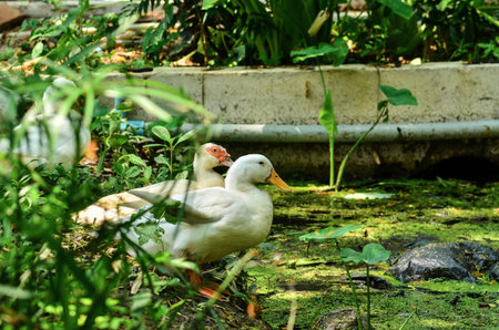 white ducks