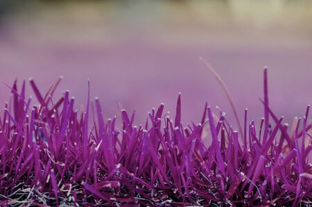 Violet grassの写真素材