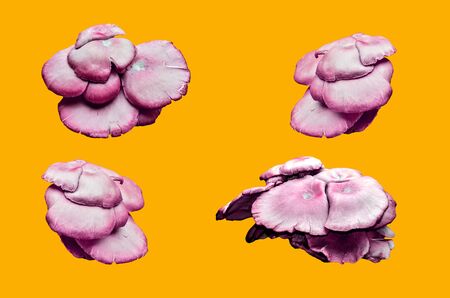 Group of Mushroom on yellow backgroundの写真素材