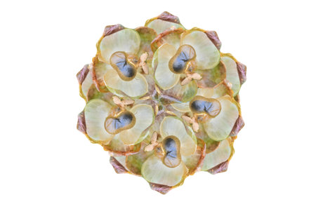 many dry flower with seeds on white background