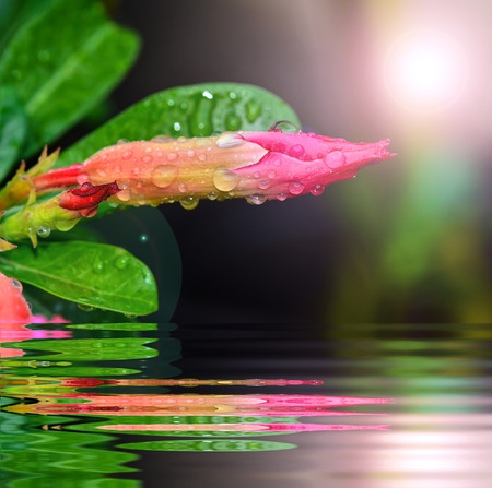 Bud of Pink Desert Rose after rain dorp with reflect in waterの写真素材
