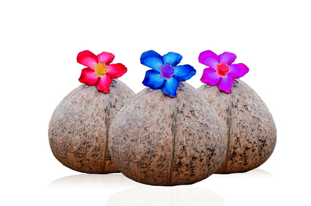 Coconut shell and flower on white backgroundの写真素材