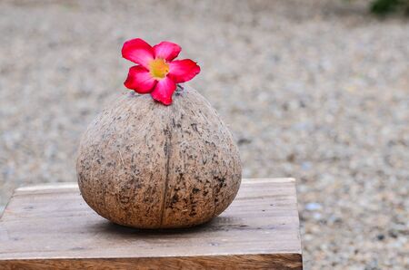 Coconut shell and flowerの写真素材