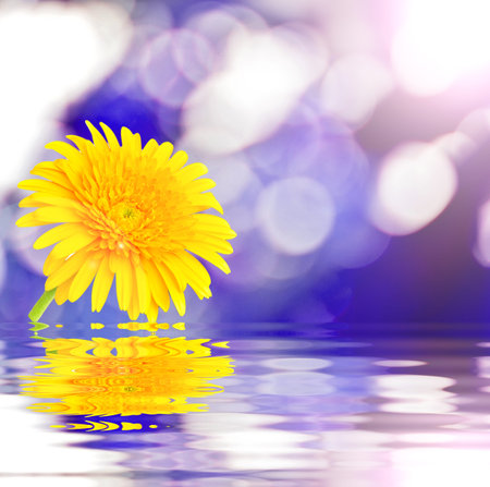 Beautiful Gerberの写真素材