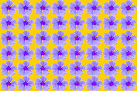 violet Vinca flower on yellow backgroundの写真素材