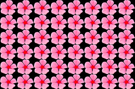 Vinca flower on black backgroundの写真素材