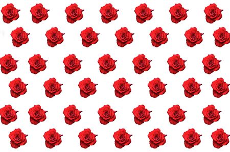 red rose with water drops on white backgroundの写真素材