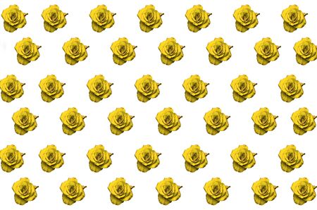 yellow rose with water drops on white backgroundの写真素材