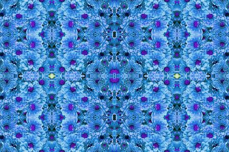 Blue chrysanthemum close up backgroundの写真素材