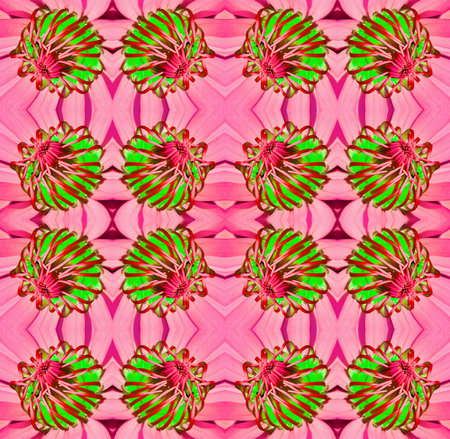 Pink Water lily close up background