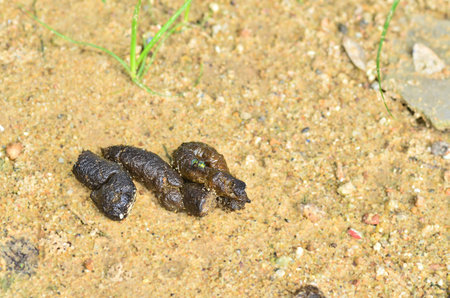 Dog Poop