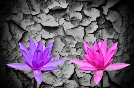 Muti water lily on cracks in the ground backgroundの写真素材
