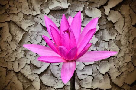 Pink water lily on cracks in the ground backgroundの写真素材
