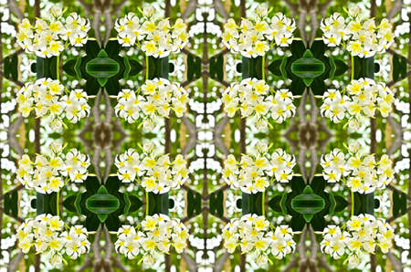 white and yellow frangipani flowers backgroundの写真素材