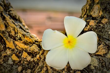 Frangipani tropical flowers on tree in vintage lightの写真素材