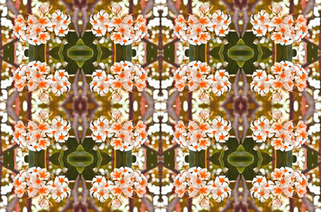 white and red frangipani flowers backgroundの写真素材