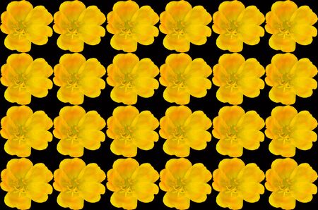 Portulaca oleracea flower background on blackの写真素材