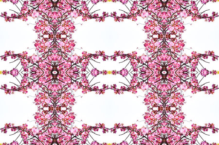 Pink cherry blossoms background