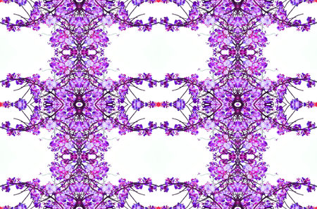 Violet cherry blossoms background