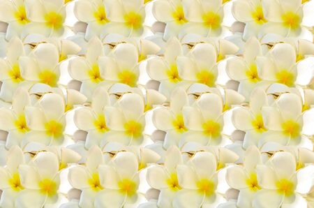 Group of Plumeria backgroundの写真素材