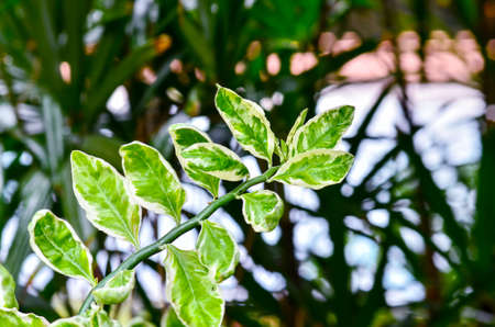 Redbird Cactusの写真素材