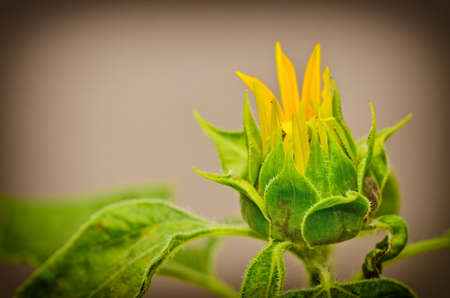 Budding Sunflower in vintage lightの写真素材