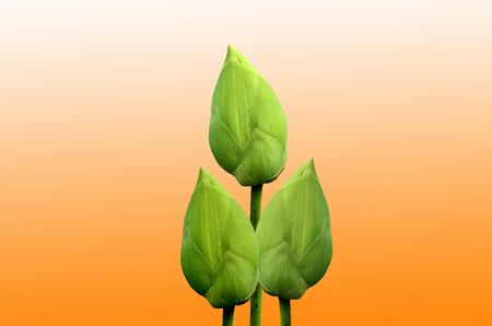 Lotus bud on yellow white backgroundの写真素材