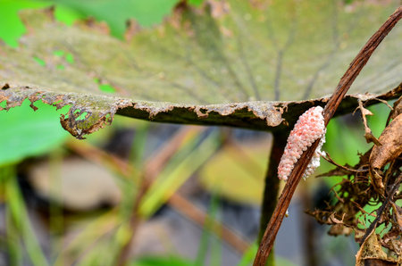 Apple snail eggs on the Lotus trunk