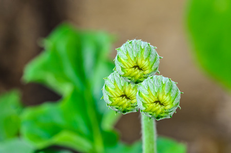 Many gerbera flower bud in gardenの写真素材