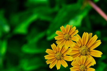 Beautyful Little Yellow Star flowerの写真素材