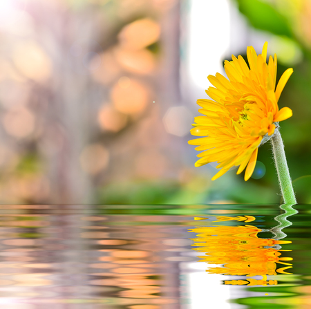 Beautiful Yellow gerbera flower with reflect in waterの写真素材