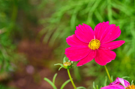 Cosmos flowerの写真素材