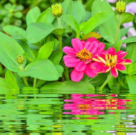 Zinnia flower iin garden with reflect in waterの写真素材