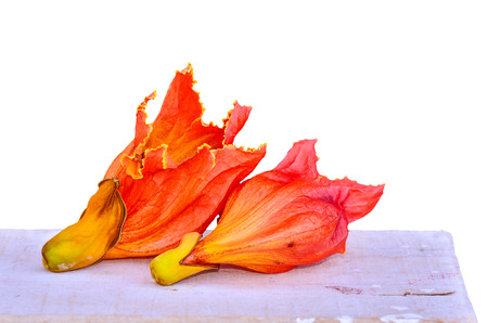 Spathodea flowers on white backgroundの写真素材