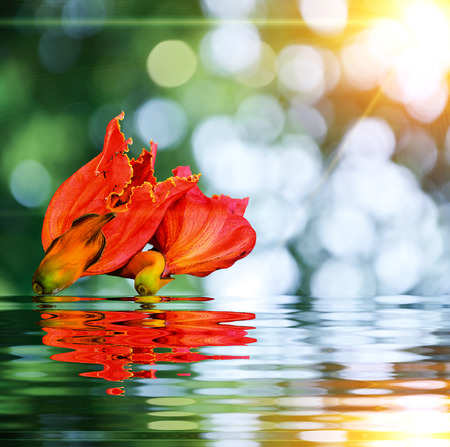 African Tulip Tree flower on green nature backgroundの写真素材