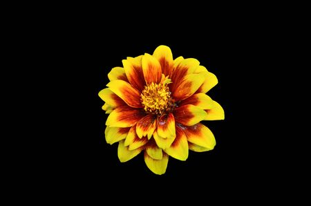 Beautifull Mexican Zinnia isolate on black backgroundの写真素材