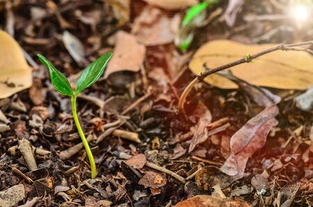 Young plant in the morning lightの写真素材