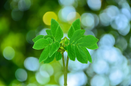 Young plant on green nature background