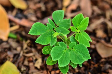 Young plant in the morning lightの写真素材