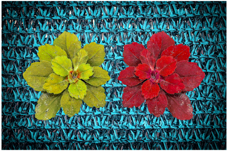 Many color plant surface top view on blue slan backgroundの写真素材