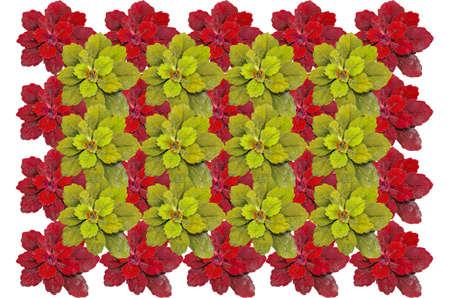 Red  yellow color plant surface top view background on whiteの写真素材