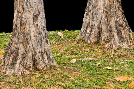 Two Base tree on black backgroundの写真素材