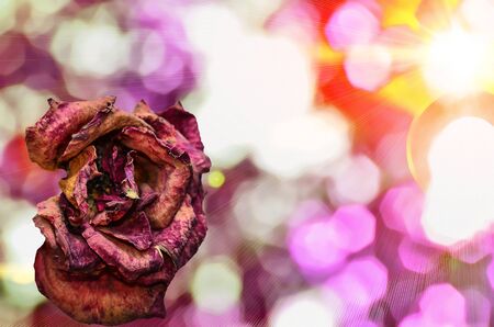 dried rose on pink abstract backgroundの写真素材