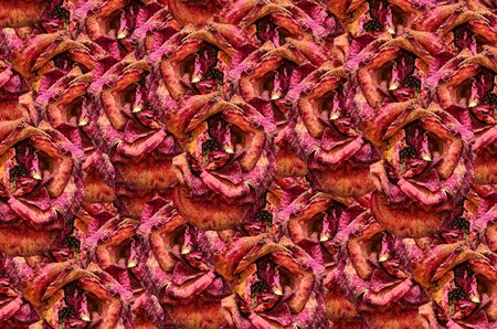 Red dried rose brackgroungの写真素材