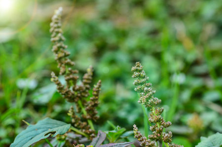 Amaranth seeds and sun light flare