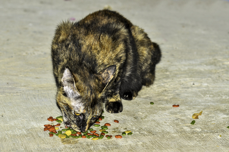 young cat eats dry cat foodの写真素材