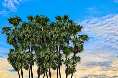 palm trees against on blue sky backgroundの写真素材