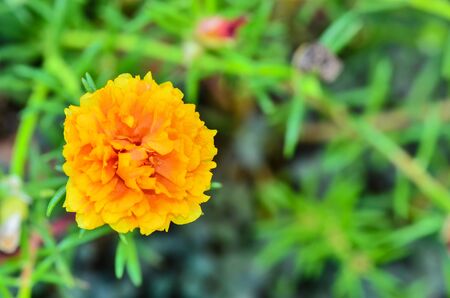 yellow Portulaca oleracea flower grandiflora in a gardenの写真素材